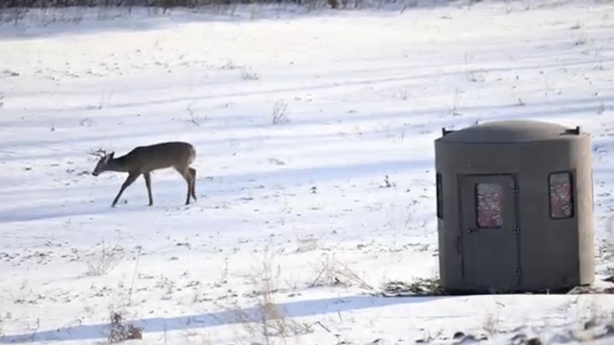 LateSeason Whitetail Food Sources in the Eastern Region of the US