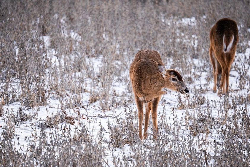 Shed-Hunting-Guide-3