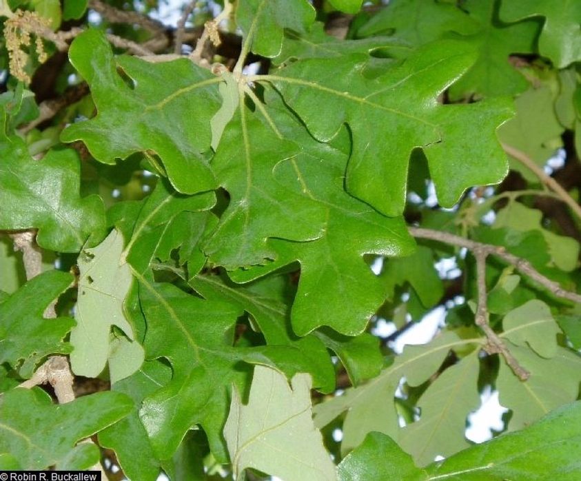Post Oak leaves