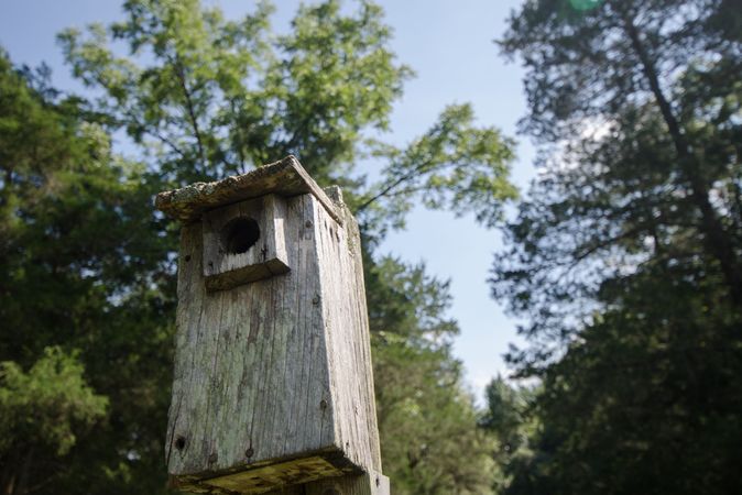 Improve Habitat with Proper Wood Duck Box Placement