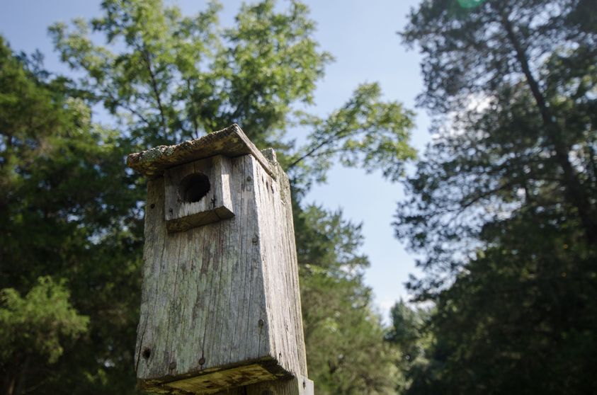 Improve Habitat with Proper Wood Duck Box Placement