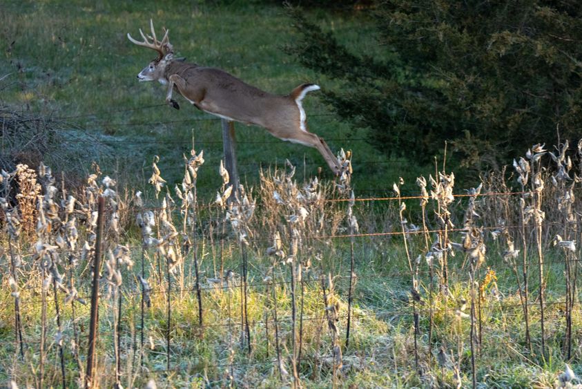 Evening Hunts_ Take Advantage of Whitetail Deer Feeding Patterns-2