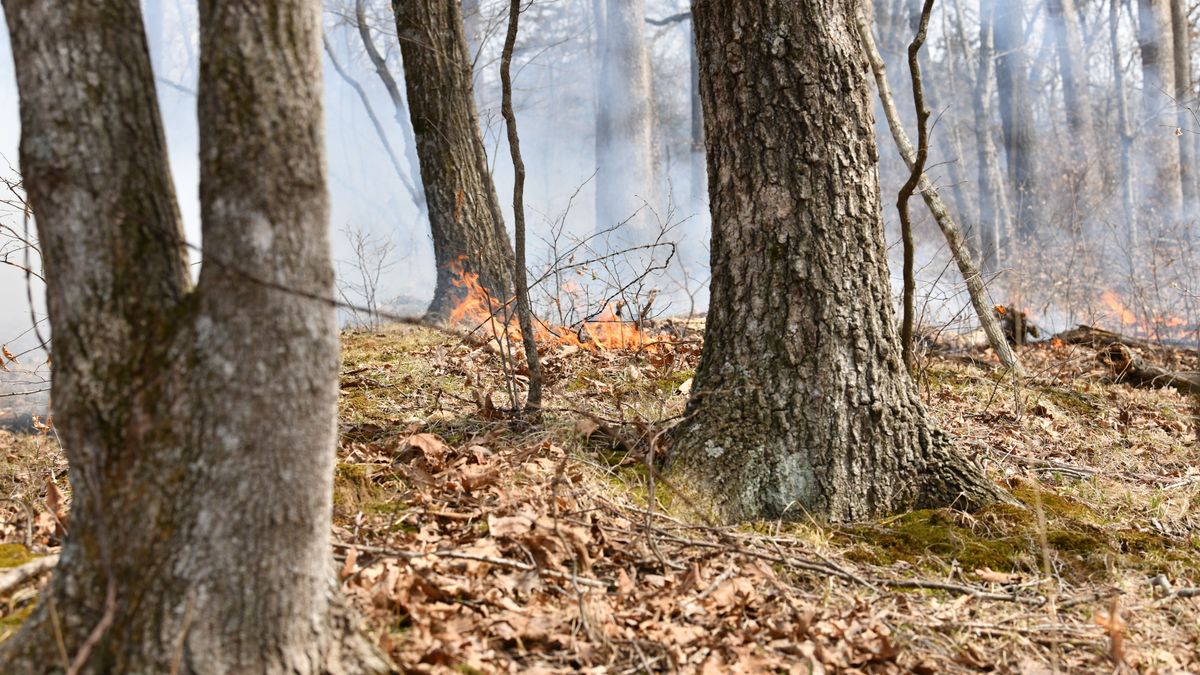 How Prescribed Burning Can Improve Your Timber | Whitetail Properties