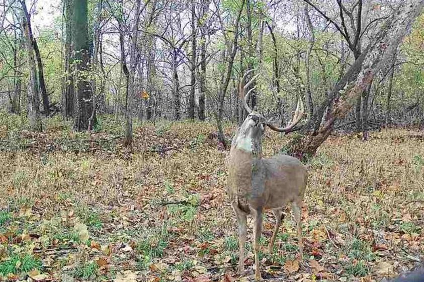 11.Affordable-Illinois-Farm