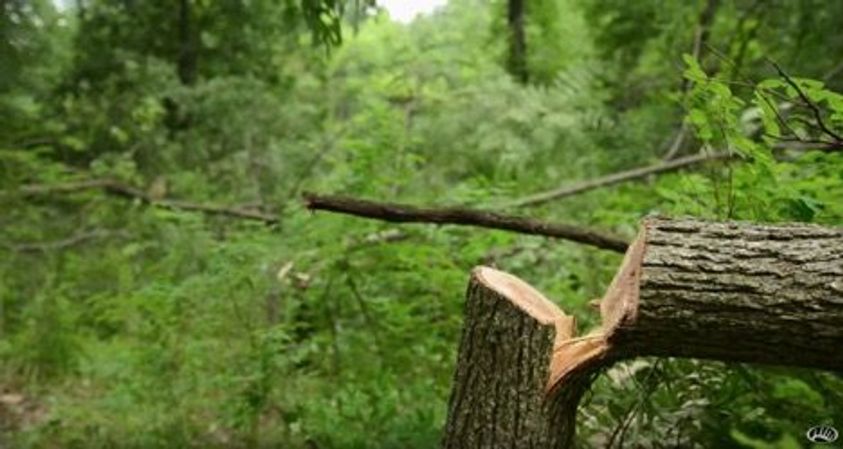 Hinge Cut Before Deer Season