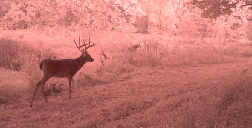 Trouble_Shooting_Trail_Cameras_3