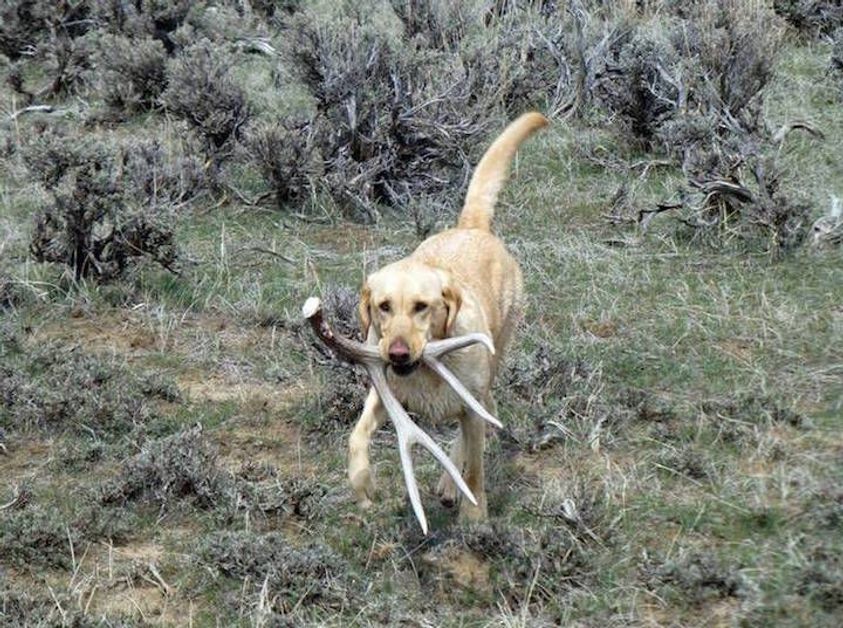 how do dogs hunt
