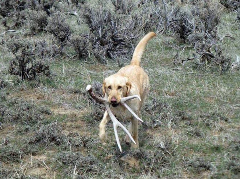 can retriever hunt