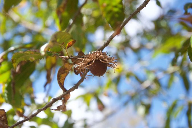 Deer Candy: The Sawtooth Oak