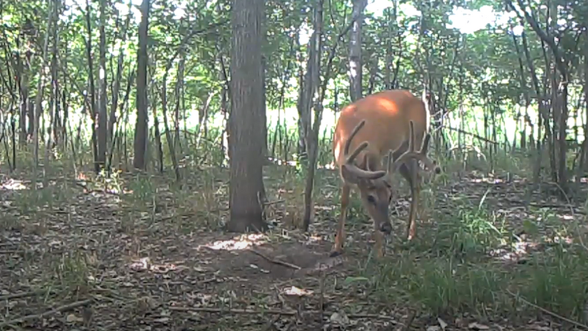 Proven Trail Camera Strategies for Locating Bucks