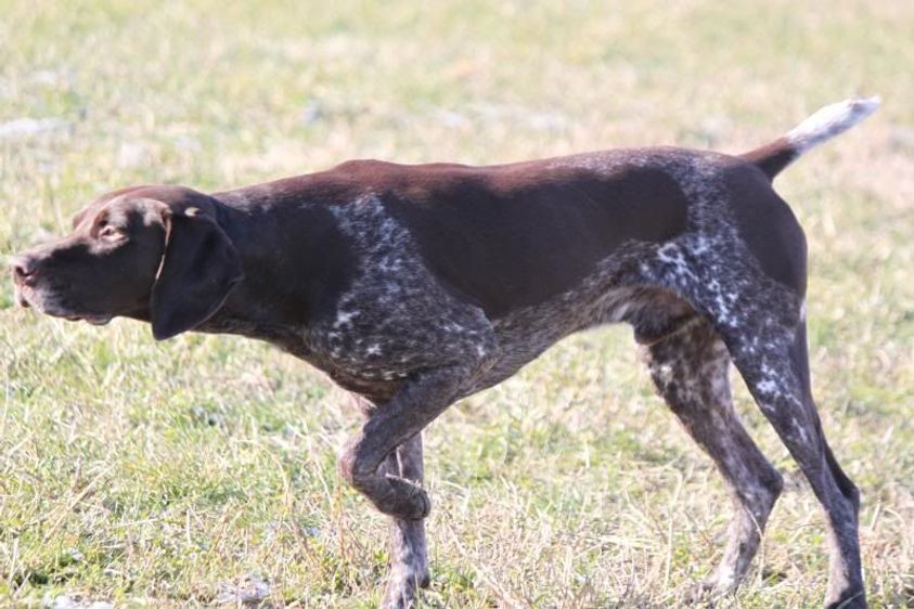 does german wirehaired pointer shed