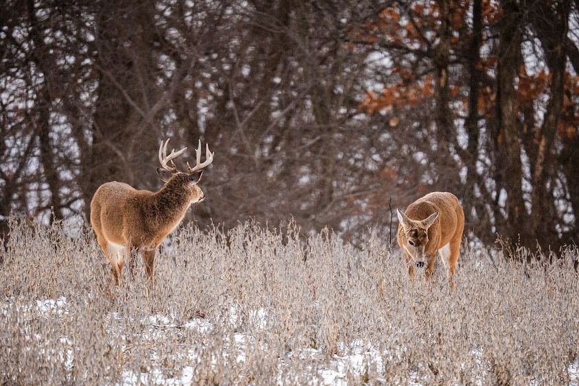 Shed-Hunting-Guide-7