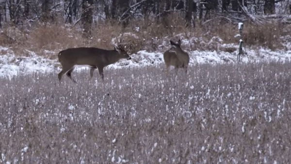 Refining LateSeason Deer Hunting Tactics Whitetail Properties