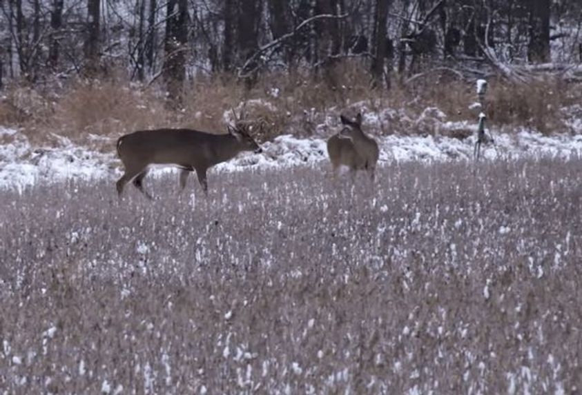 The Ideal Conditions for Late-Season Deer Hunts