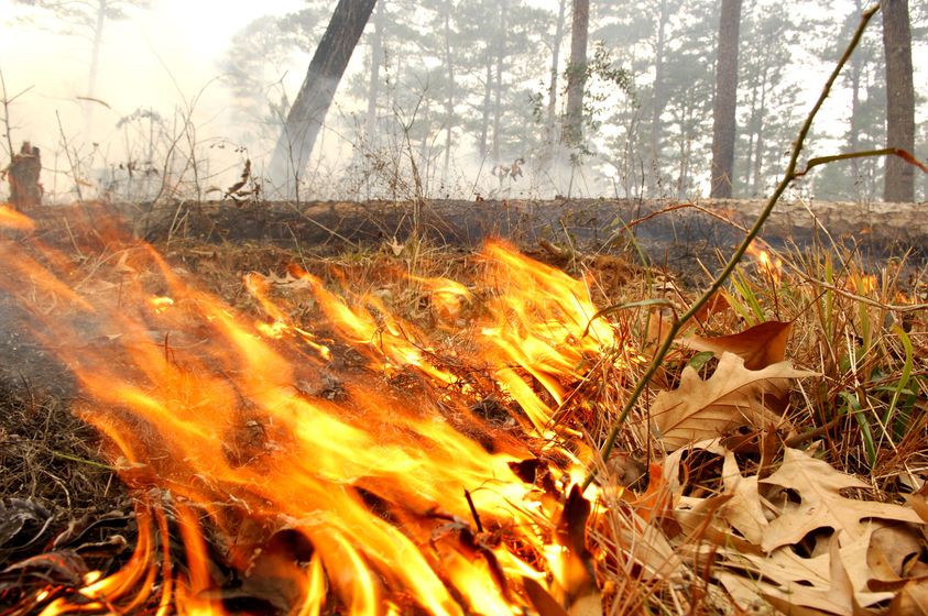 Conducting Controlled Burns on Your Property