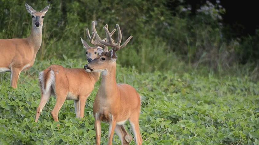 New Jersey Bill Would Hinder Private Land Hunting