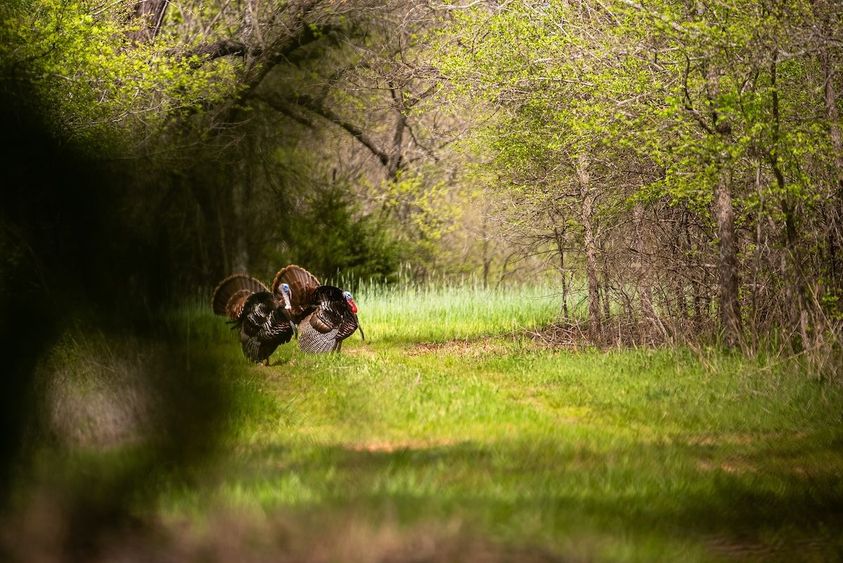 ADVANCED_TURKEY_HUNTING_TACTICS_10