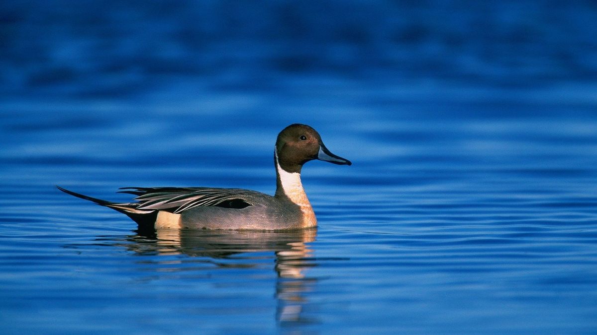 3 Duck Hunting Properties for Sale in Missouri Whitetail Properties