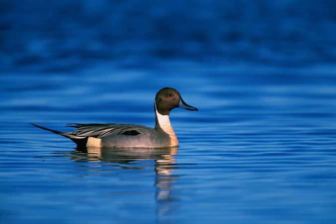 Duck Hunting Properties for Sale in Missouri