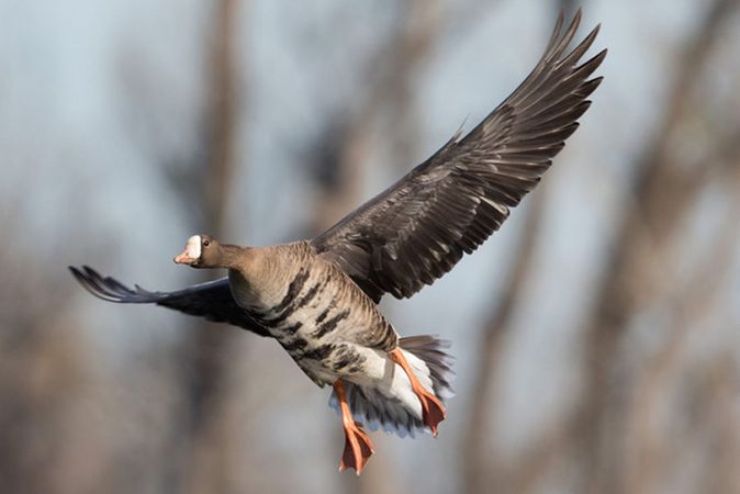 Most Common Species of Ducks & Geese in North America