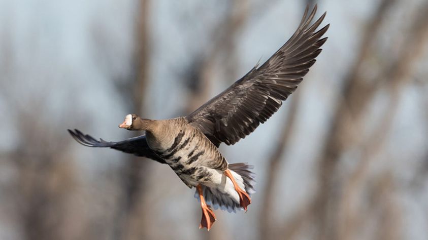 Most Common Species of Ducks & Geese in North America