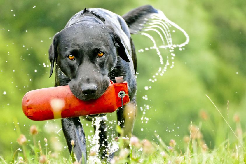Best Dog Breeds for Waterfowl Hunting