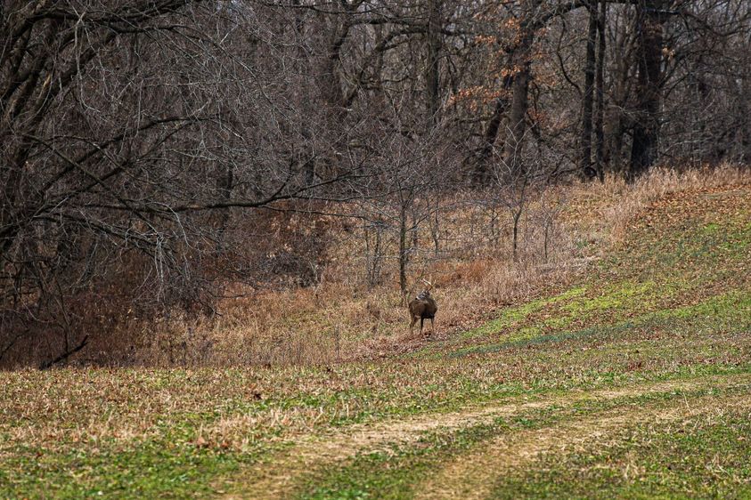 whitetail in fall