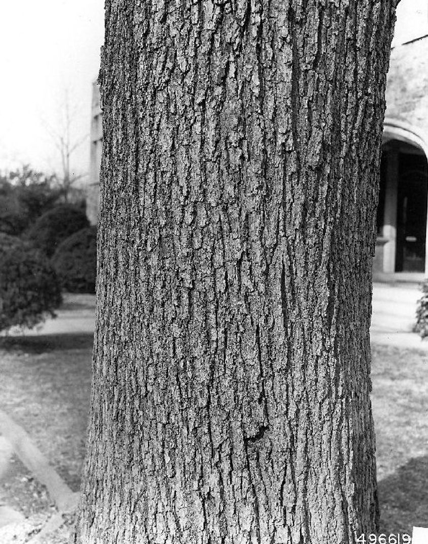 Black Oak bark