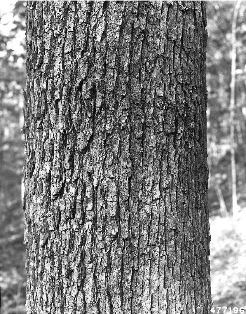 White Oak tree bark