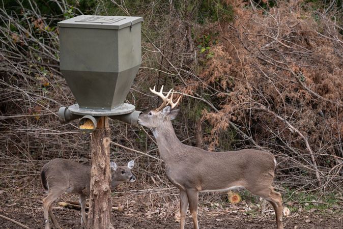 Whitetail-Properties-Deer-Feeders-1