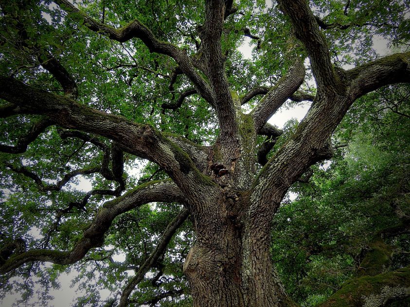 Eight Common Oak Trees Important for Deer Survival and Hunter Success