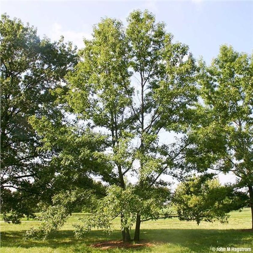 Sawtooth Oak