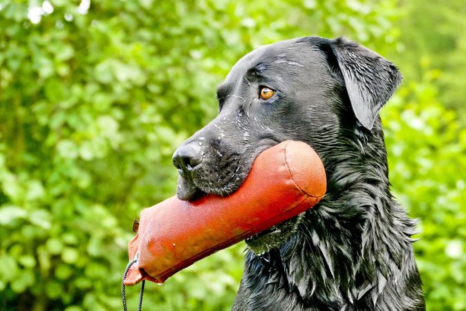 Basic Hunting Dog Training Tips