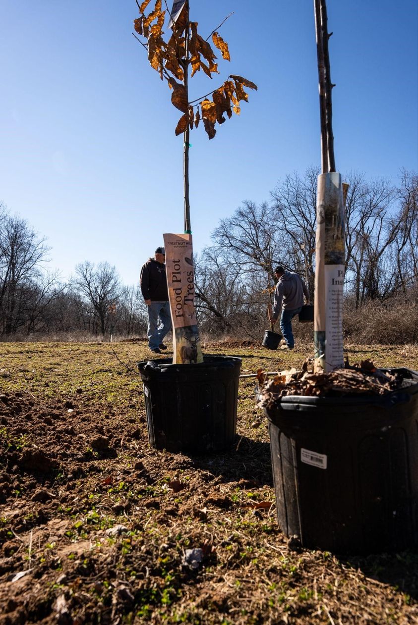 chestnut hill outdoors fall tree planting 2