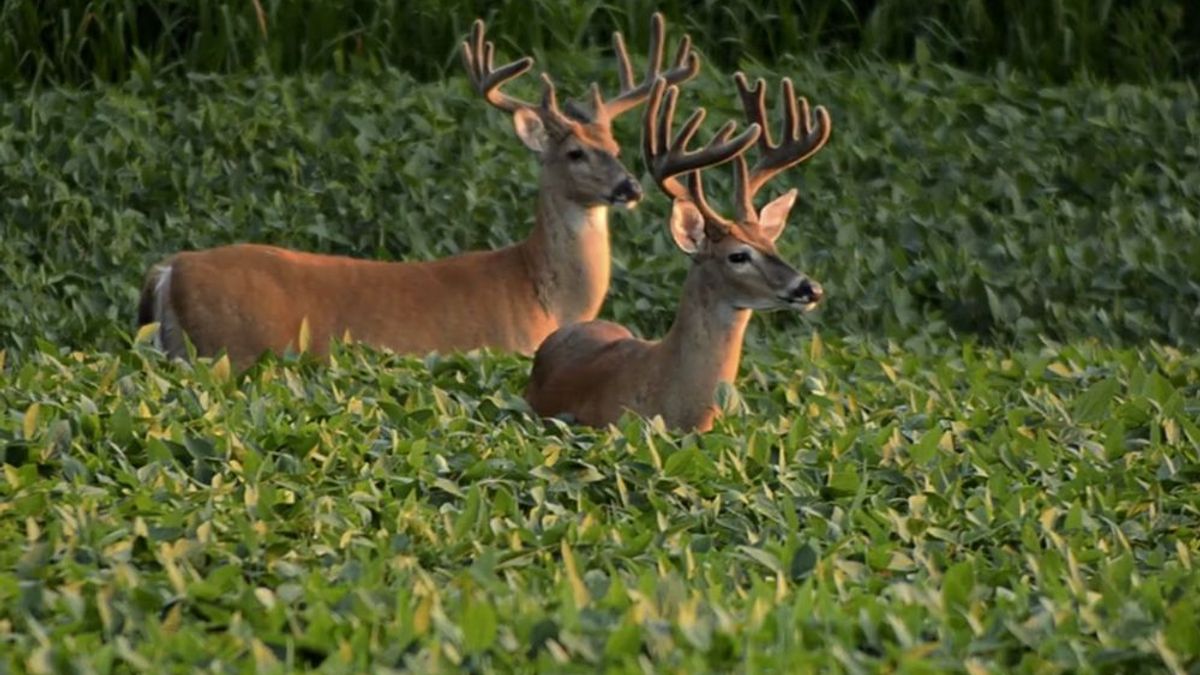 Average Price of Kentucky Hunting Land Whitetail Properties