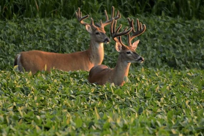 Average Price of Kentucky Hunting Land