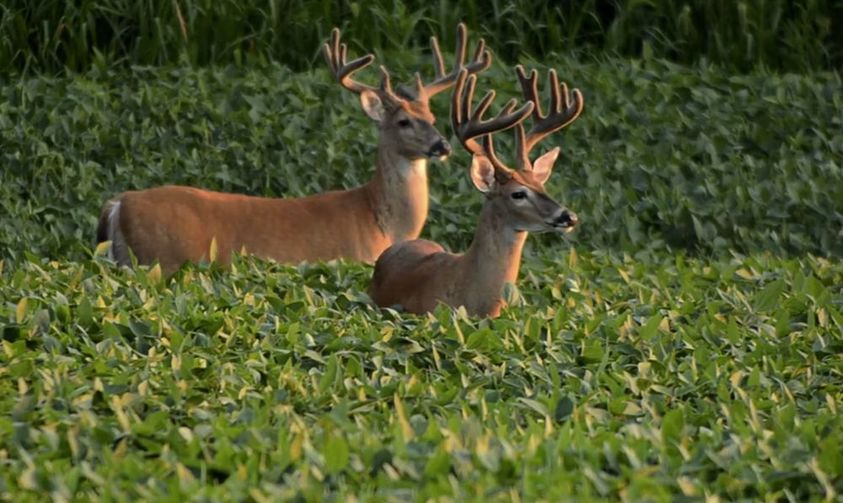 Average Price of Kentucky Hunting Land Whitetail Properties