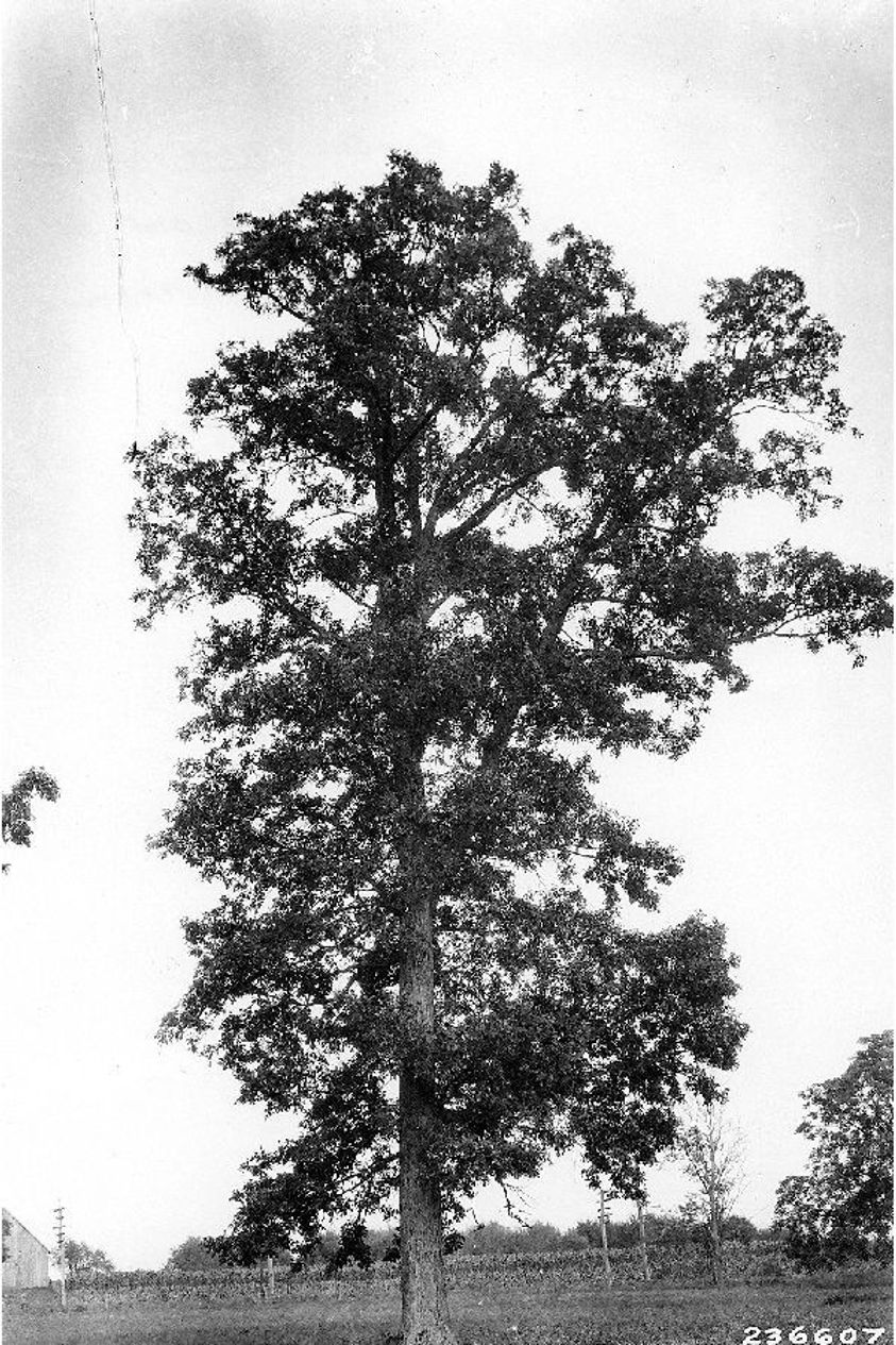 Bur Oak