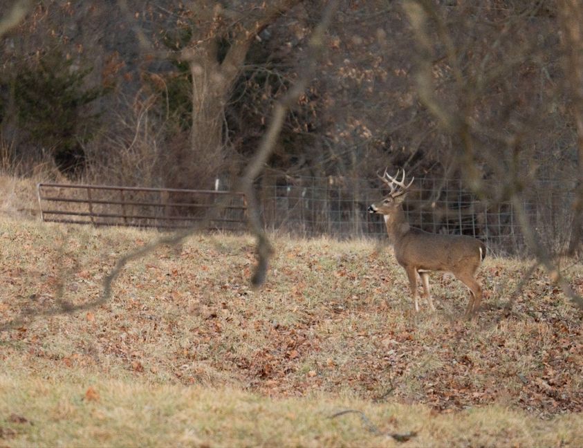 whitetail deer in fall in forage