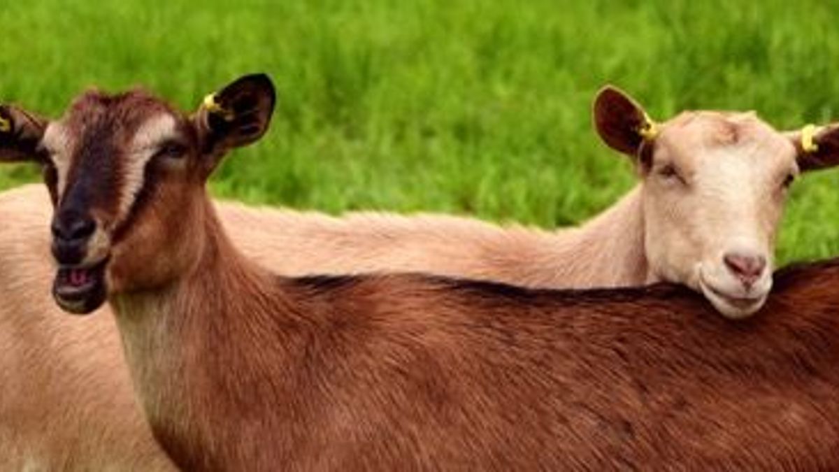 How Owning Goats Can Be Beneficial | Whitetail Properties