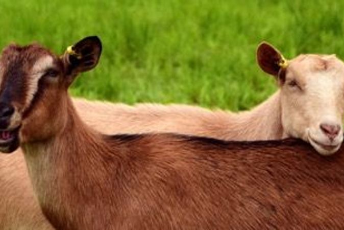 How Owning Goats Can Be Beneficial