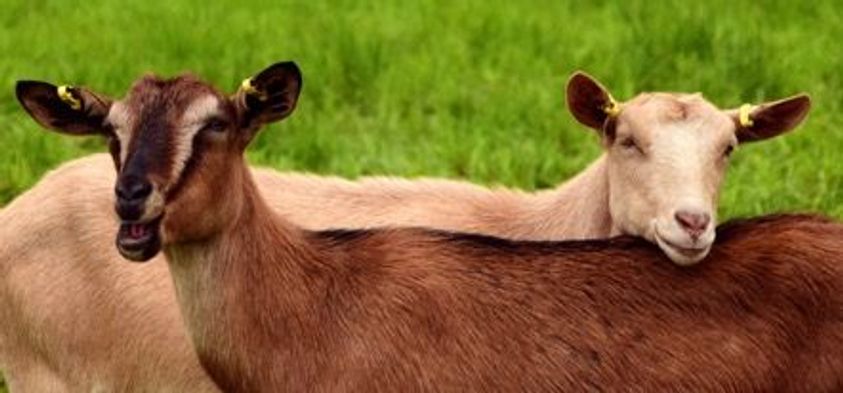 How Owning Goats Can Be Beneficial