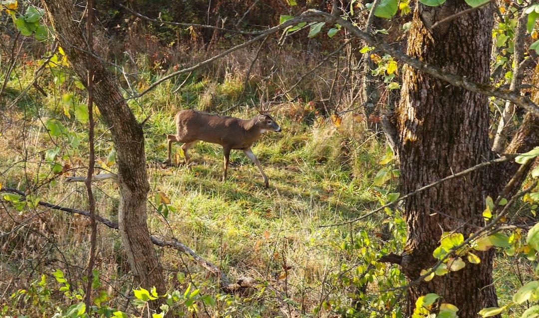 Hunting-Lease-Insurance-1