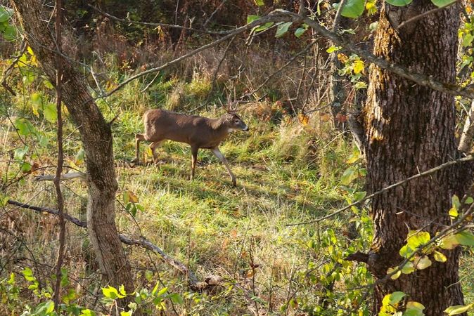 Hunting-Lease-Insurance-1