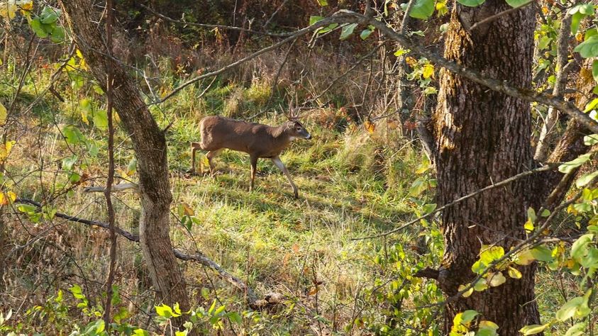 Hunting-Lease-Insurance-1