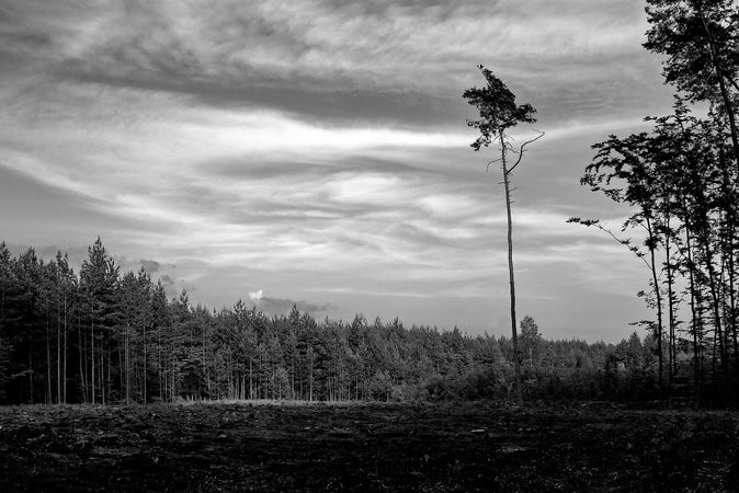 Harvesting Timber on Your Property