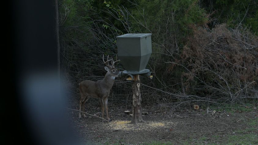 Whitetail-Properties-Deer-Feeders-5