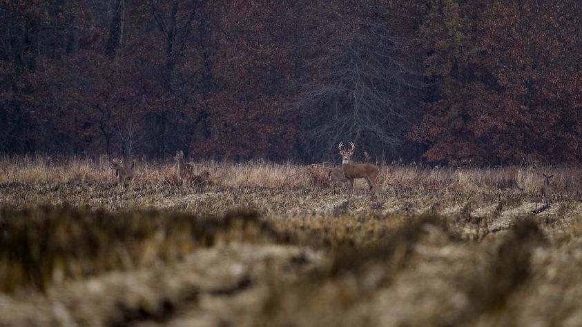 Maximizing Trail Camera Efficiency-3