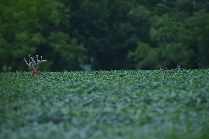 Food Plots Are Tactical Pieces Within a Larger Strategy