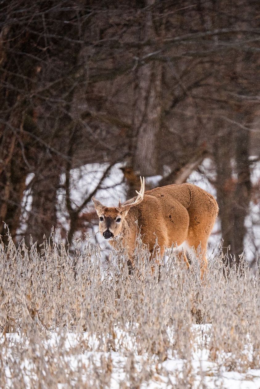 Shed-Hunting-Guide-2